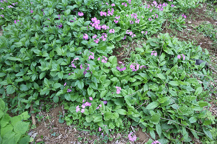 展葉しはじめたフジバカマ（左）に混生して花を咲かせるサクラソウ。右手前にはホトトギスの葉