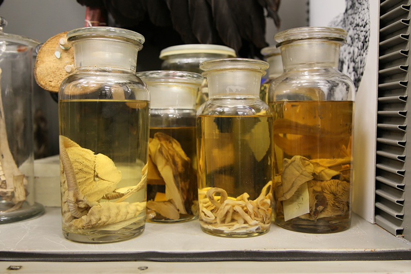 コペンハーゲン自然史博物館収蔵庫に収められたオオウミガラス「最後の2羽」の臓器