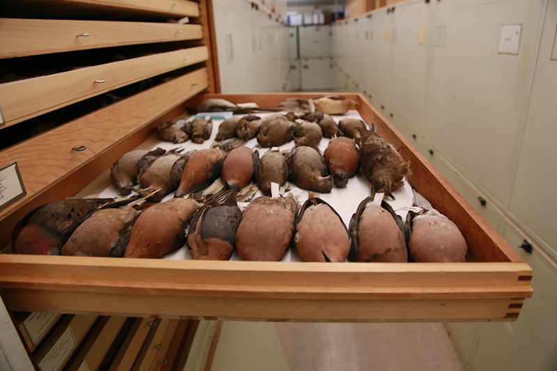 スミソニアン自然史博物館のリョコウバトの標本群（一部）