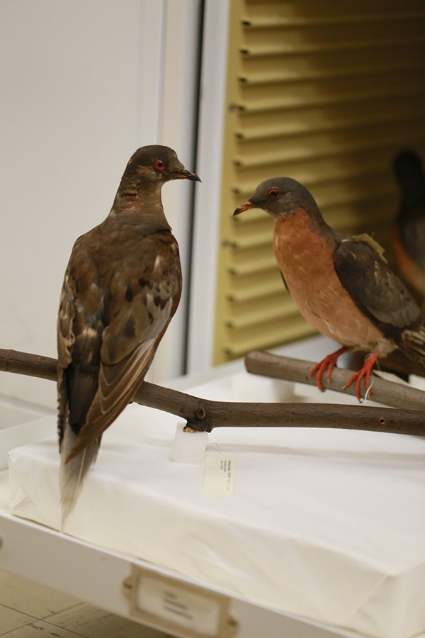スミソニアン自然史博物館のマーサ（左，標本）と，かつての展示でコンビを組んだことのあるオスのジョージ（右，標本） 