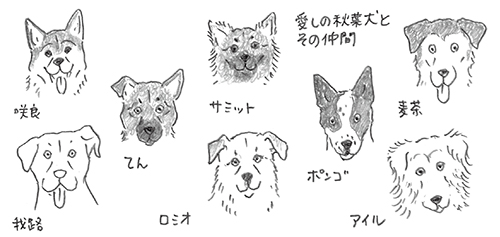 愛しの秋葉犬とその仲間