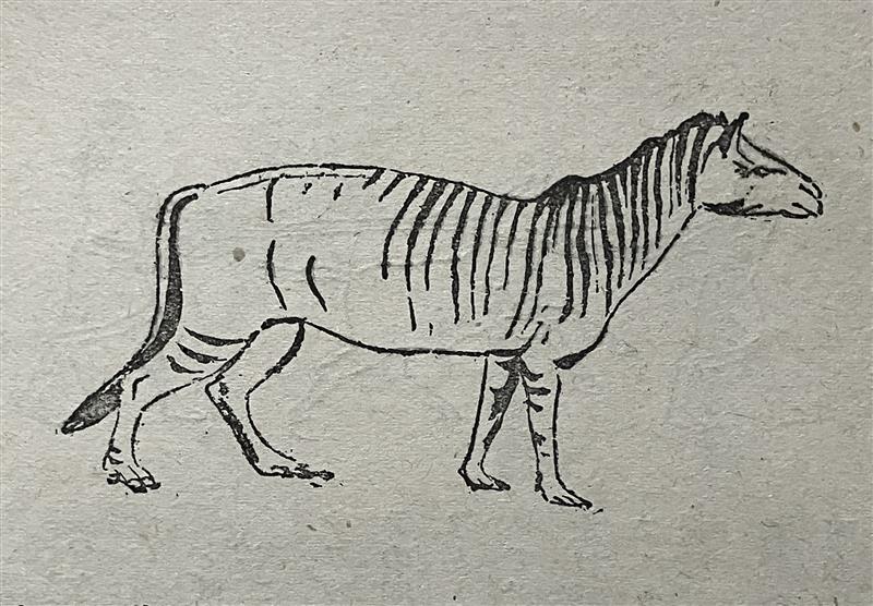 第2図　馬の先祖ヒラコテリウム